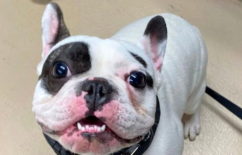 Ralphie, the 26-pound French bulldog and “fire-breathing demon,” according to his adoption ad. MUST CREDIT: Niagara SPCA