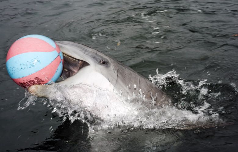 – EMBARGO: NO ELECTRONIC DISTRIBUTION, WEB POSTING OR STREET SALES BEFORE 3:01 A.M. ET ON TUESDAY, JAN. 31, 2023. NO EXCEPTIONS FOR ANY REASONS –  One of the dolphins in the U.S. Navy’s Marine Mammal Program at Naval Base Point Loma in San Diego on Nov. 8, 2022. Navy scientists, in collaboration with researchers, are now delving into geriatric marine mammal medicine, a pursuit that could pay dividends not only for the Navy’s animals but also for wild ones – and, perhaps, even for people. (Gabriella Angotti-Jones/The New York Times) XNYT125 XNYT125