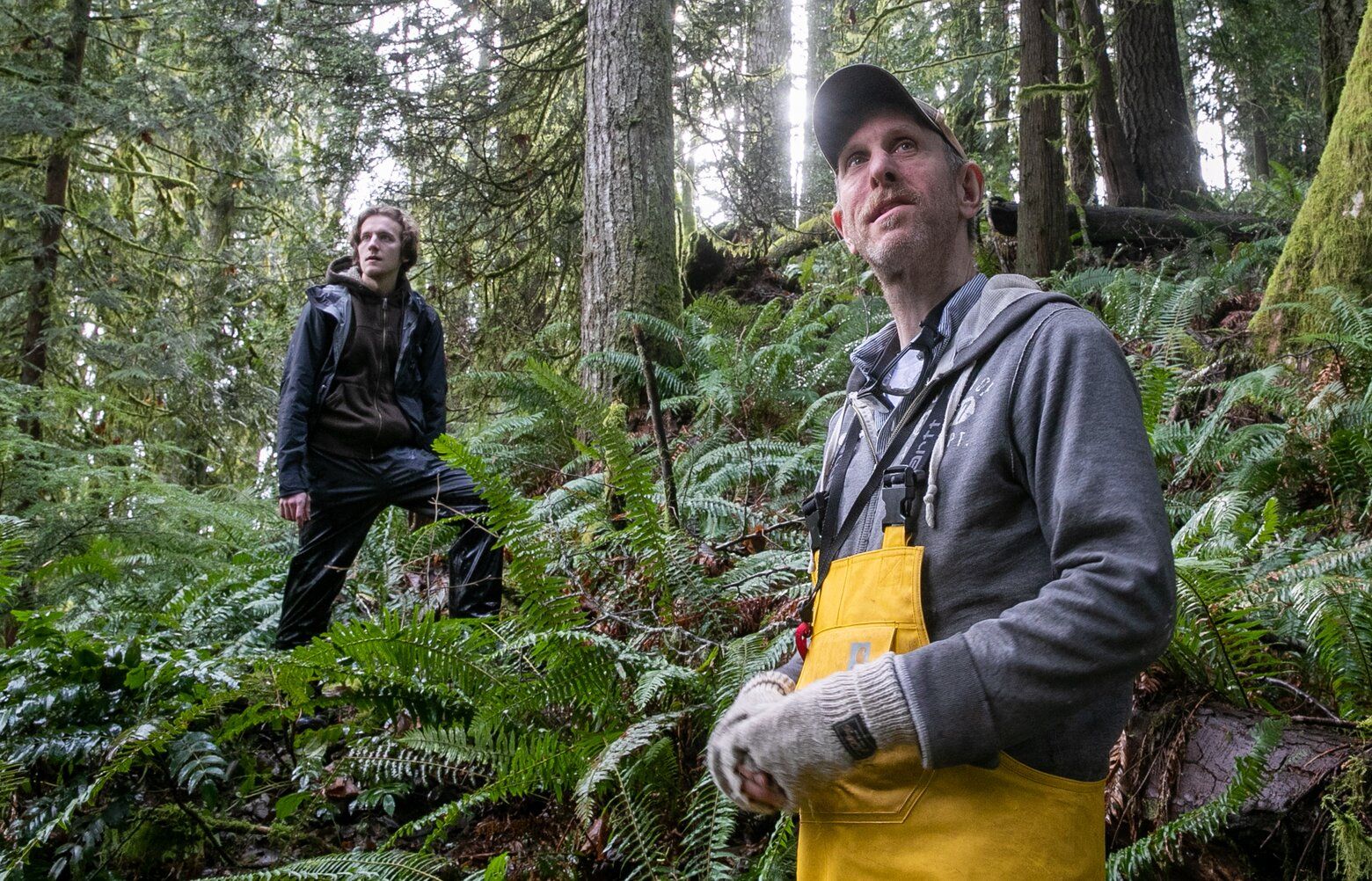 WA auctions off more 'old' forest in $2.8 million sale | The