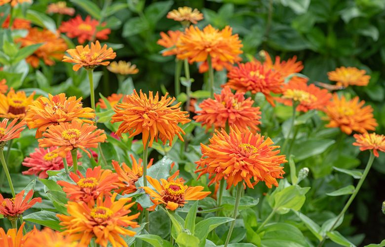 An undated photo provided by Select Seeds shows the Zinnia elegans. Here’s how to make sure those impulse catalog purchases result in happy surprises — not buyer’s remorse. (Select Seeds via The New York Times)