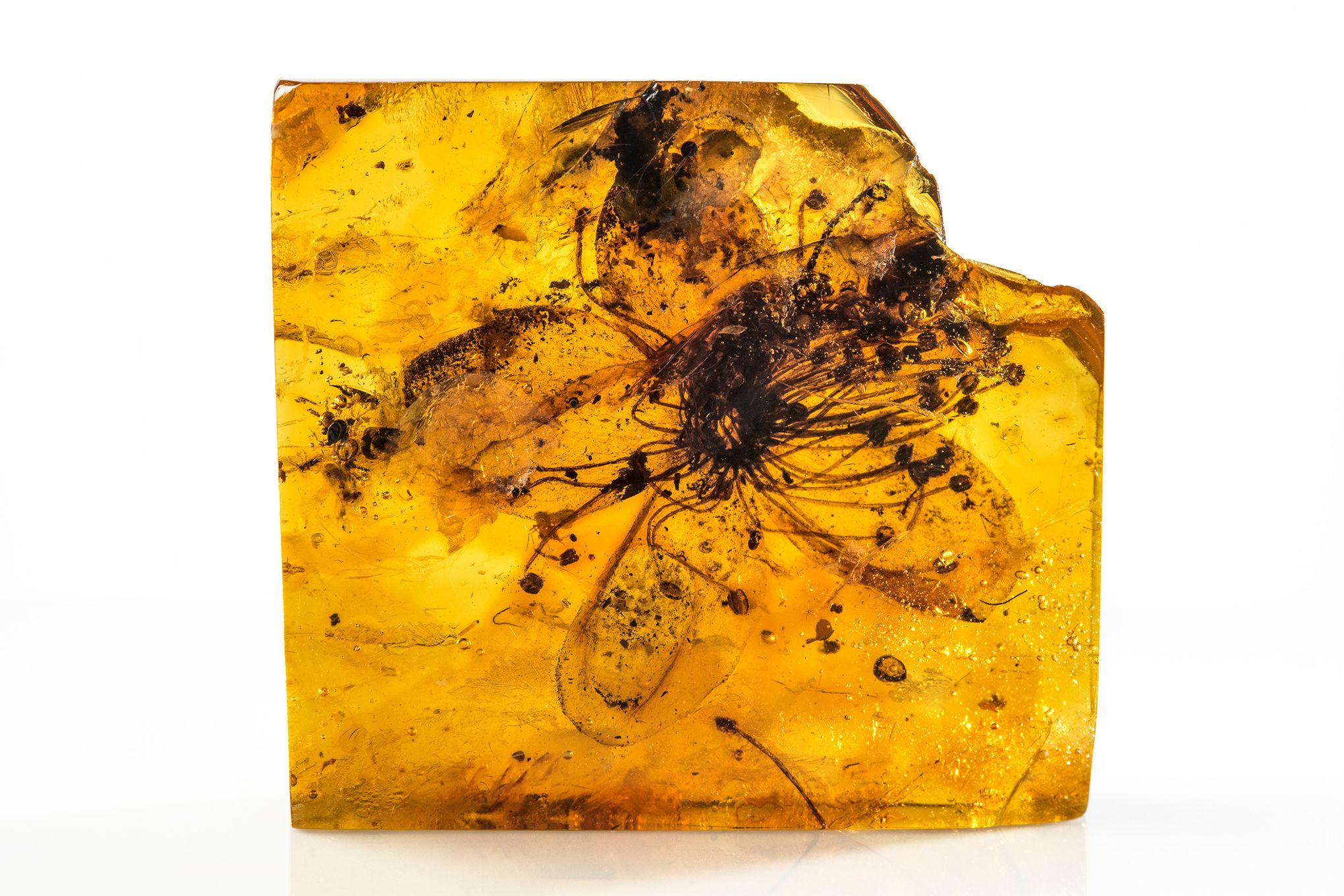 Scientists discover orchid fossil trapped in amber dating back at