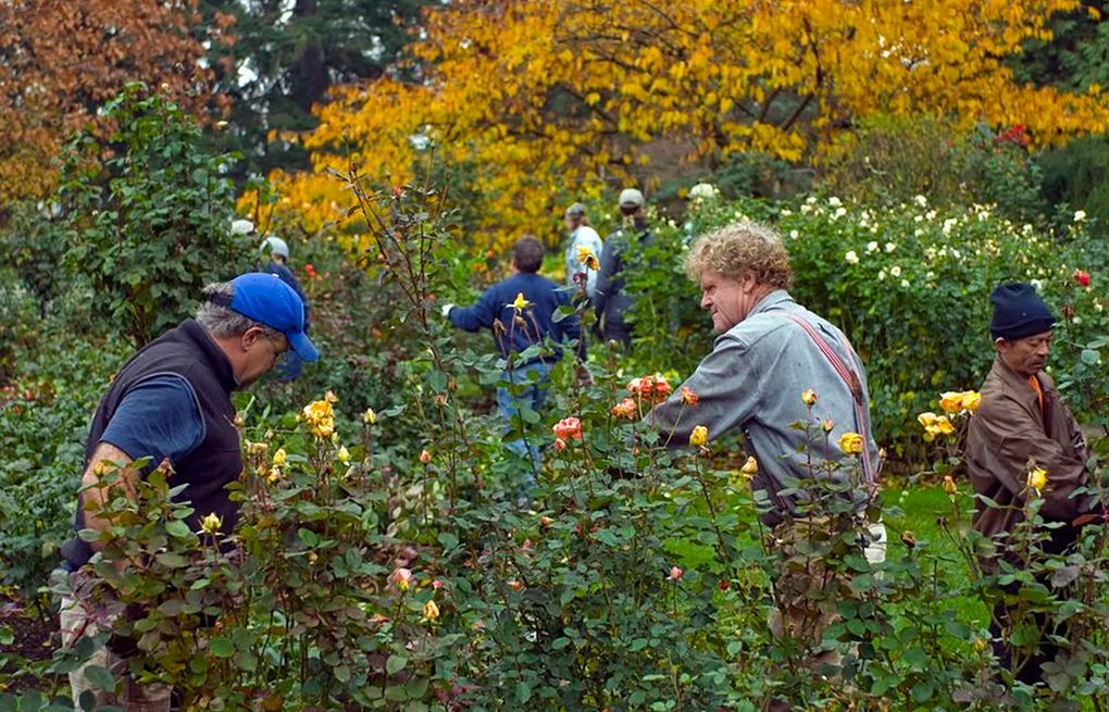 Hybrid Tea Rose: Annual Winter or Spring Pruning