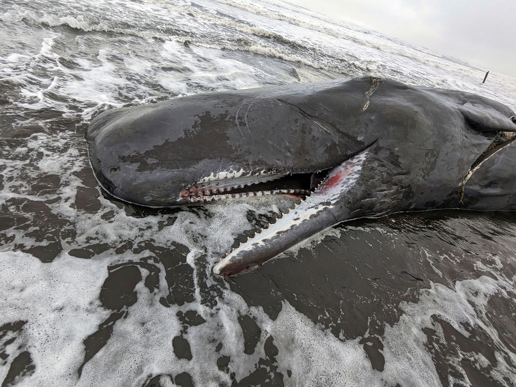 Beached Whales Found Dead On Hawaii Beach