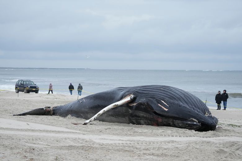 Beached Whales Found Dead On Hawaii Beach