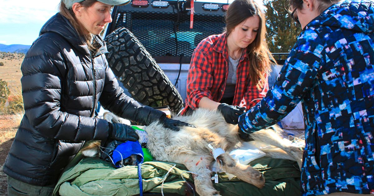 Endangered Mexican wolf treks further north in New Mexico | The Seattle ...