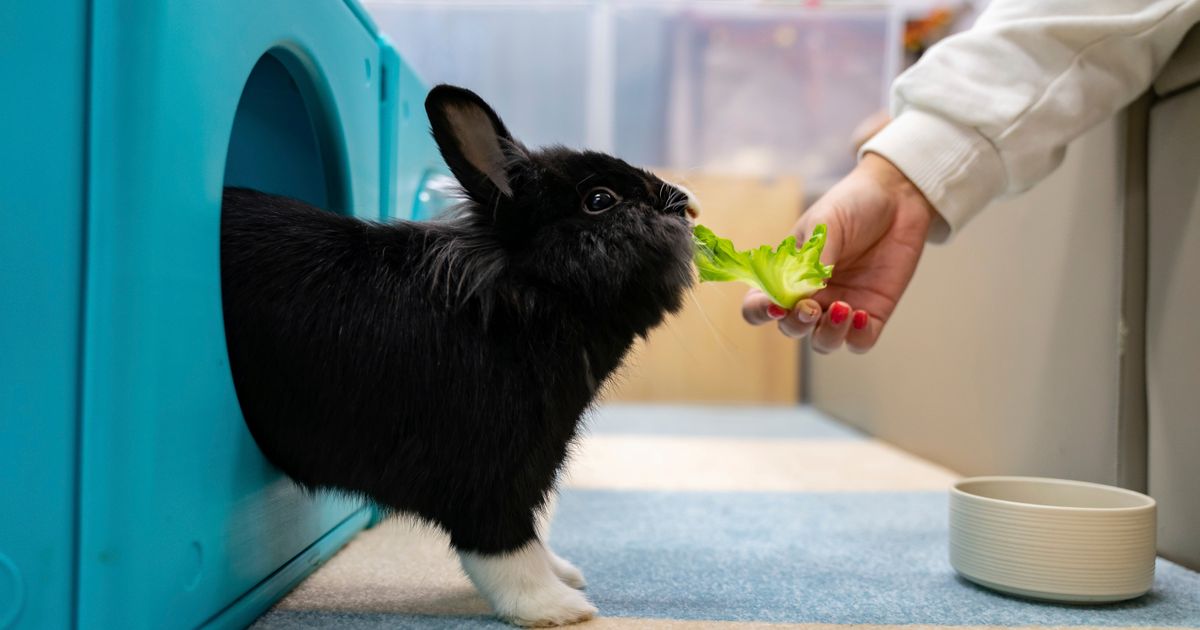 Hong Kong pet rabbits enjoy bunny resort while owners away | The ...