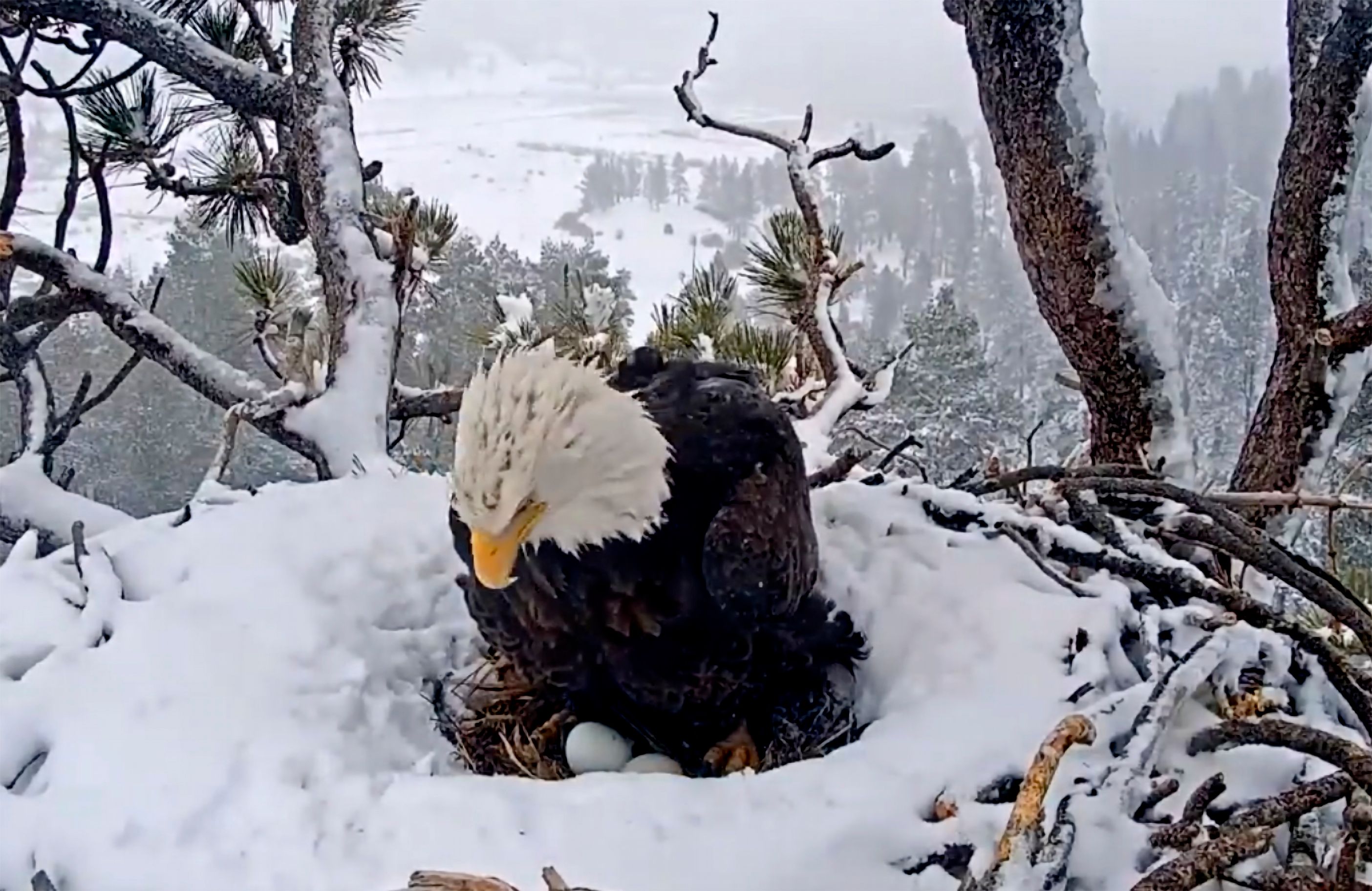 Country 2024 eagle cam