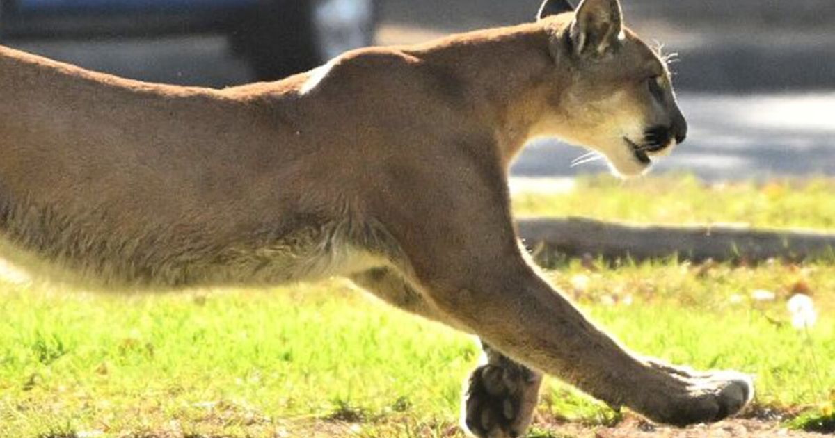 Boy survives mountain lion attack in rural California county The