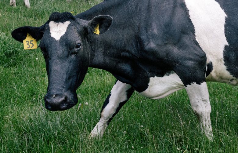 A dairy cow after milking on George Moss’s farm in South Waikato, New Zealand on Nov. 29, 2022. MUST CREDIT: Photo for The Washington Post by Cameron James McLaren