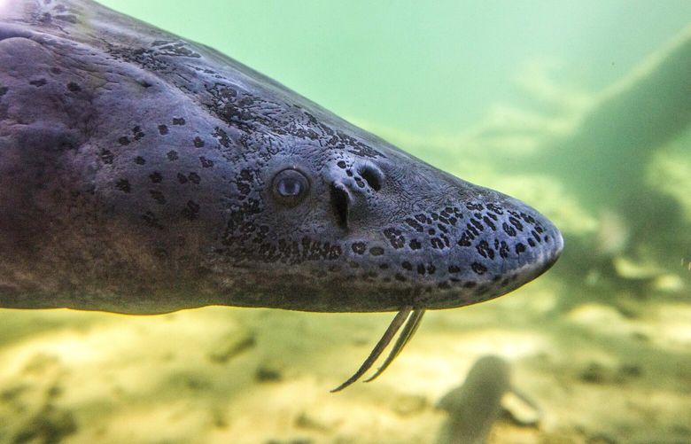Thursday, May 12, 2016. One of the giant sturgeon at the Bonneville Fish Hatchery’s sturgeon-viewing center near the Historic Columbia River Highway. 0437126386
