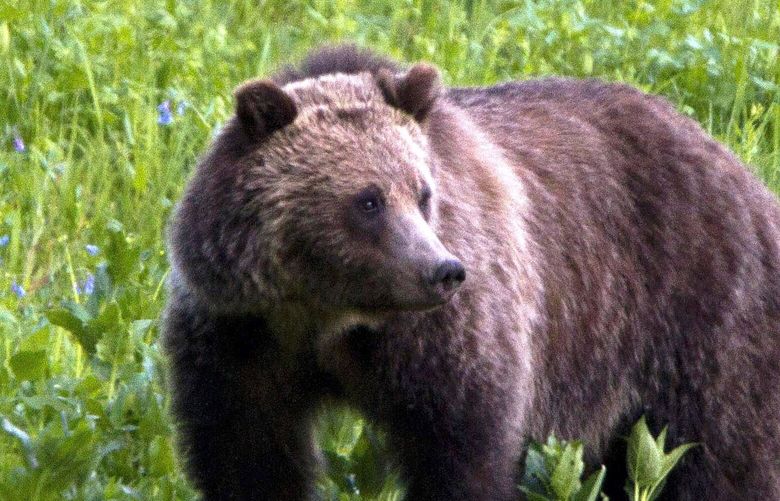 FILE – In this July 6, 2011, file photo, a grizzly bear roams near Beaver Lake in Yellowstone National Park, Wyo. The Biden administration on Friday, Feb.3, 2023, took a first step toward ending federal protections for grizzly bears in the northern Rocky Mountains, which would open the door to future hunting in several states. (AP Photo/Jim Urquhart, File) LA501 LA501