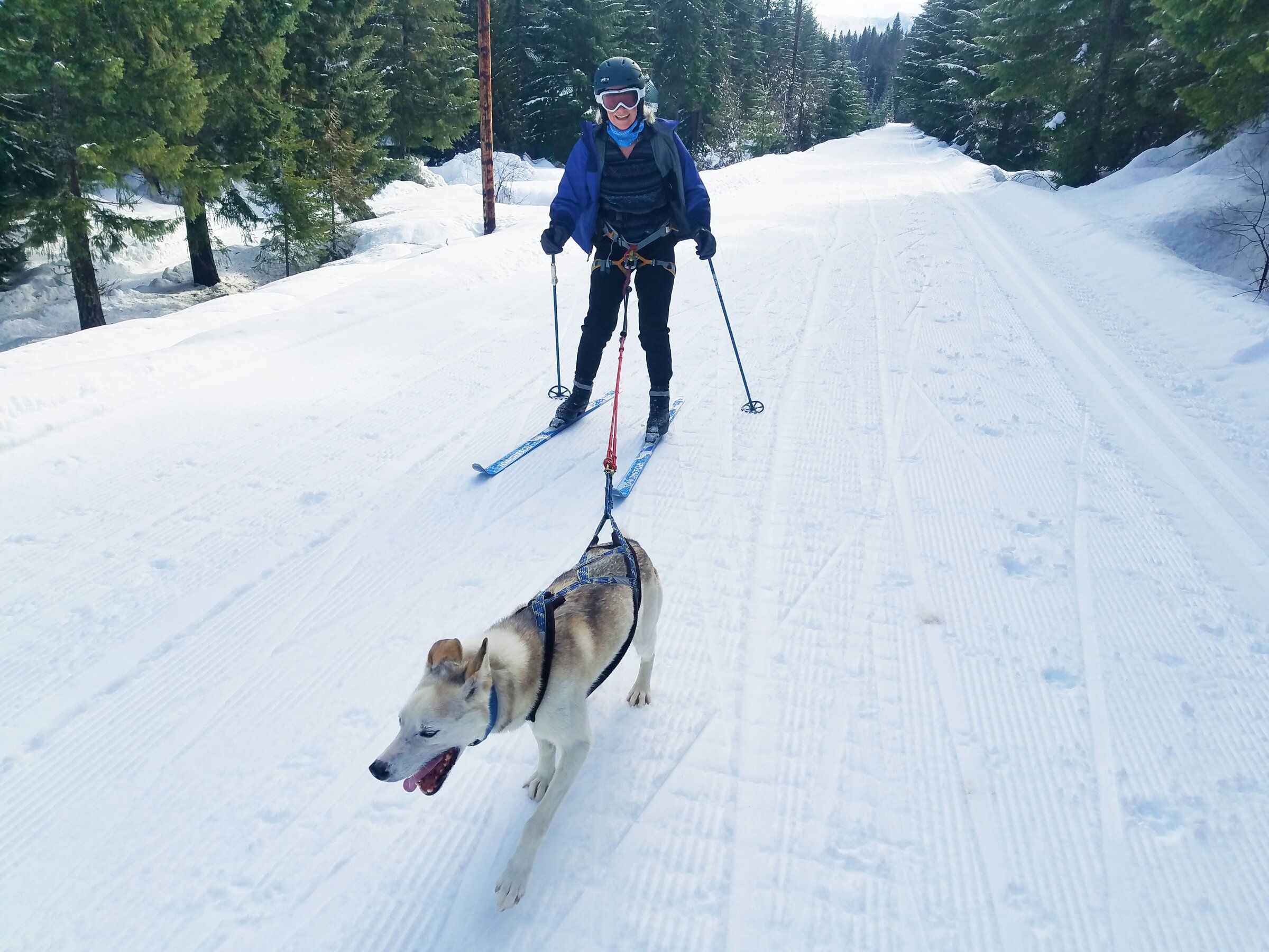 Want to take the dog cross-country skiing? Try this Nordic winter sport The Seattle Times