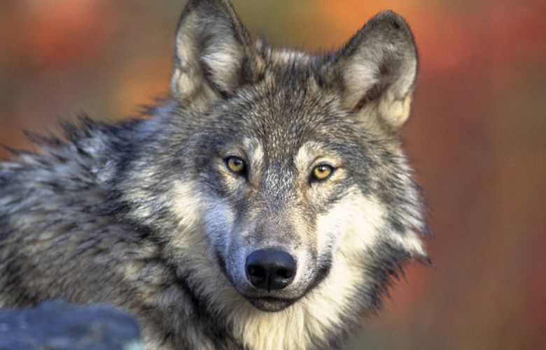 FILE – This April 18, 2008, file photo provided by the U.S. Fish and Wildlife shows a gray wolf. Michigan’s gray wolf population remains stable and might have reached its natural ceiling after mounting a decadeslong comeback in the Upper Peninsula, state biologists said after the latest survey on Tuesday, Jan. 17, 2023. (AP Photo/U.S. Fish and Wildlife Service, Gary Kramer, File) NYAB306 NYAB306