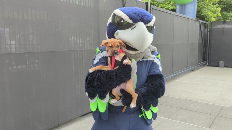 Seattle Seahawks - Seahawks are bringing their first Lombardi Trophy home  to Seattle.  #SB48 #SuperBowlChamps