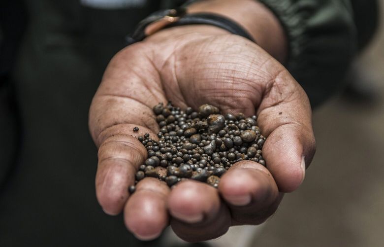 A mine worker displays a handful of cobalt metal nuggets awaiting shipping at a copper mine in Zambia. Photographer: Waldo Swiegers/Bloomberg
