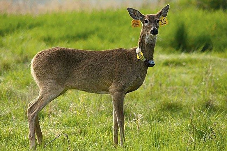 Living with wildlife: Deer  Washington Department of Fish & Wildlife