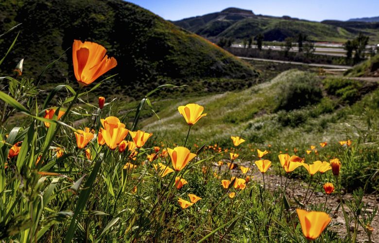 California poppies bloom at Walker Canyon in Lake Elsinore on Tuesday, Feb. 7, 2023. Lake Elsinore officials announced that the popular poppy fields at Walker Canyon will be closed until the wildflower bloom has subsided. (Watchara Phomicinda/The Orange County Register via AP) CAANR228 CAANR228