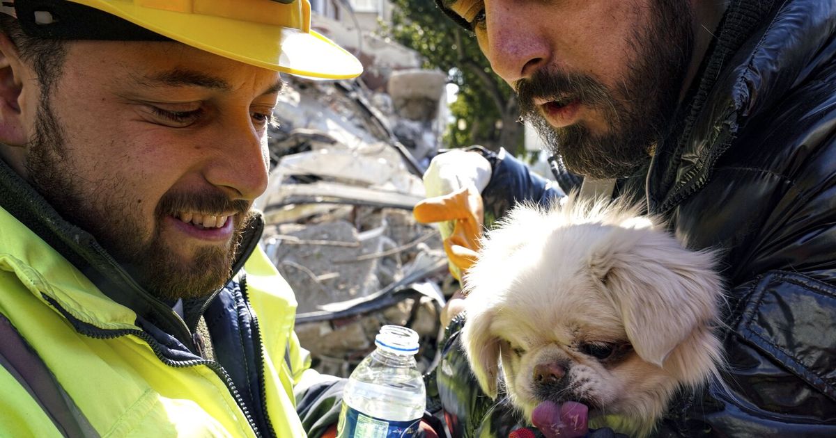 Amid quake’s devastation, parallel rescue bid targets pets | The ...