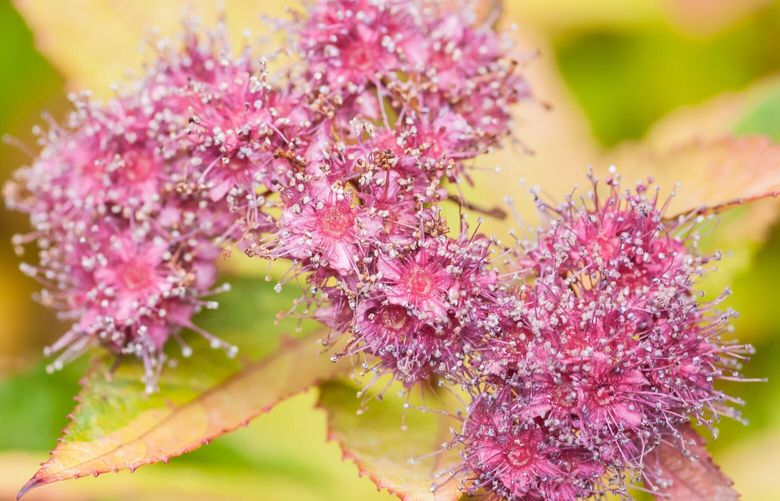 A pink and gold combo on spirea Magic Carpet isn’t for everyone.