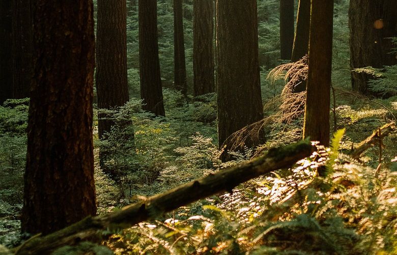 A forest in Maple Ridge, British Colombia, Canada, on Oct. 18, 2022.