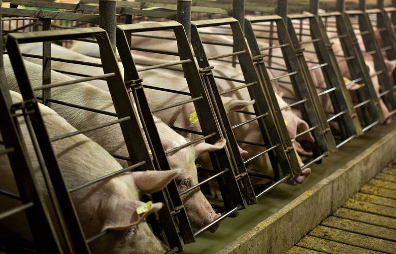 Female pigs stand in the pens of a gestation barn at Lehmann Brothers Farms LLC in Strawn, Illinois, U.S., on Thursday, March 22, 2012. Photographer: Daniel Acker/Bloomberg