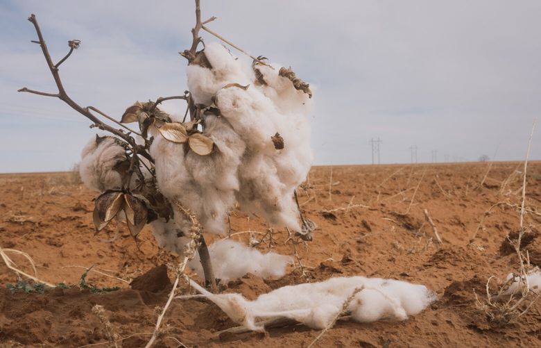 Cotton left over after the harvest in Meadow, Texas, Jan. 19, 2023. Cotton farmers in Texas suffered record losses amid hit and drought last year, new data shows. It’s an example of how global warming is a “secret driver of inflation.” (Jordan Vonderaar/The New York Times) XNYT17 XNYT17