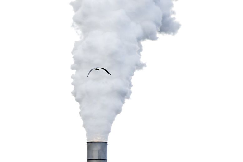 A seagull flies close to a pillar of steam at the Marathon Petroleum Refinery at March’s Point in Anacortes. (Jennifer Buchanan / The Seattle Times)