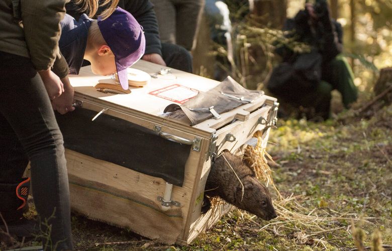 Washington Department of Fish and Wildlife and partners are committed to preserving and conserving Washington’s biodiversity. Fishers, a house-cat sized member of the weasel family, were nearly lost from our state’s biodiversity. For 20 years, WDFW and partners have worked together to release fishers in an effort to restore the native species to Washington. Monitoring efforts suggest released animals are establishing themselves and reproducing throughout the Olympic Peninsula and in the Cascade Mountains from near Mount Adams to Mount Baker, and that they have begun to reproduce. (Robert Waddell / Washington Department of Fish and Wildlife)