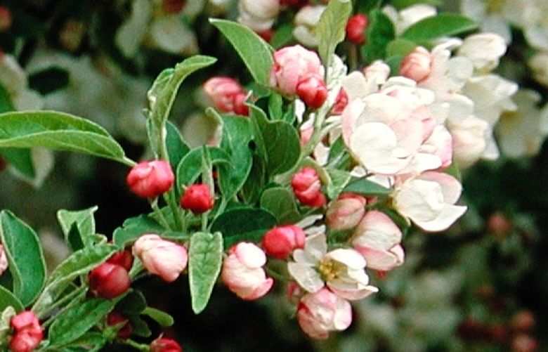 ‘Tina’ is a floriferous dwarf crabapple producing an abundant crop of tiny red fruits in fall and winter.