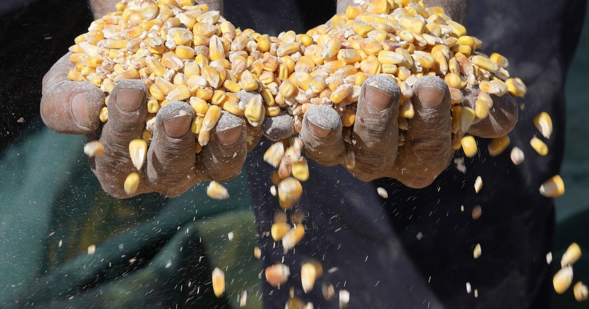 Are seed oils bad for you? Sorting myths from facts The Seattle Times