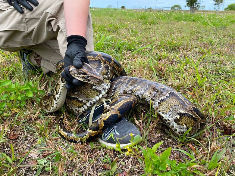 As pythons in Florida try to hide, they face a new enemy: possums with GPS collars | The Seattle Times As pythons in Florida try to hide, they face a new enemy: possums with GPS collars | The Seattle Times