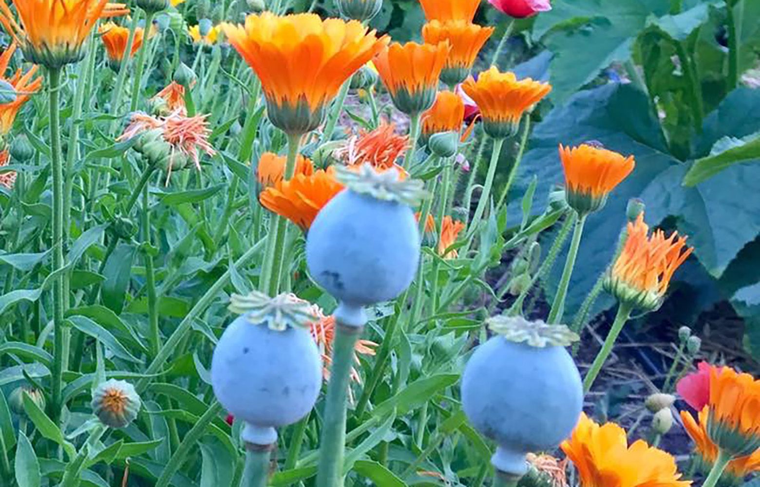 Blooming flowers see-through tops – POPPY
