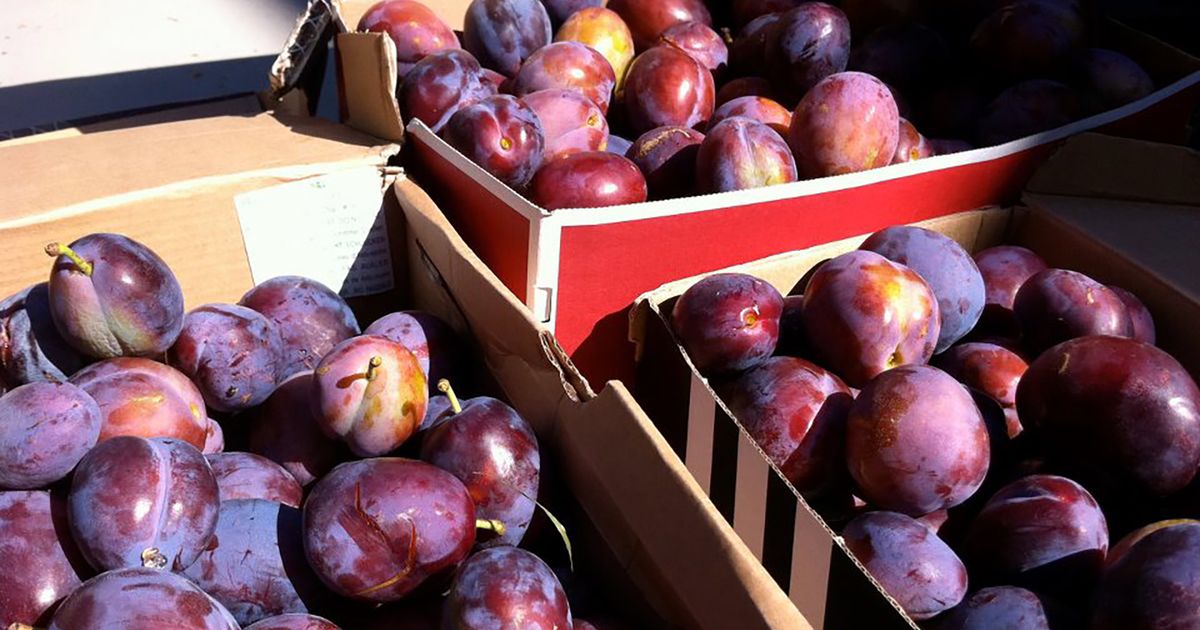 The Ultimate Guide To Pluot Fruit, Plums, And Prunes - California