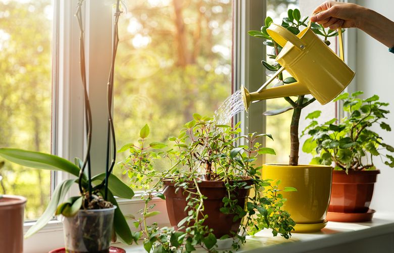 Bringing greenery inside helps to purify our air and adds a calming touch to our daily lives. (Courtesy of iStock via MBAKS)