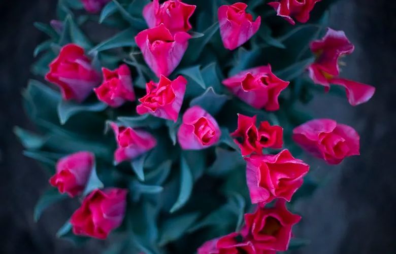 The ideal time to plant spring-blooming bulbs, like these tulips, is in the fall, so they have time to develop roots before spring. (Beth Nakamura/The Oregonian/oregonlive.com/TNS)