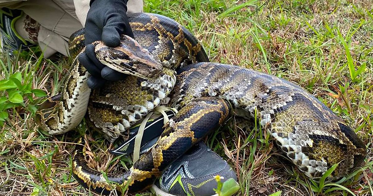 As pythons in Florida try to hide, they face a new enemy: possums with GPS collars | The Seattle Times As pythons in Florida try to hide, they face a new enemy: possums with GPS collars | The Seattle Times