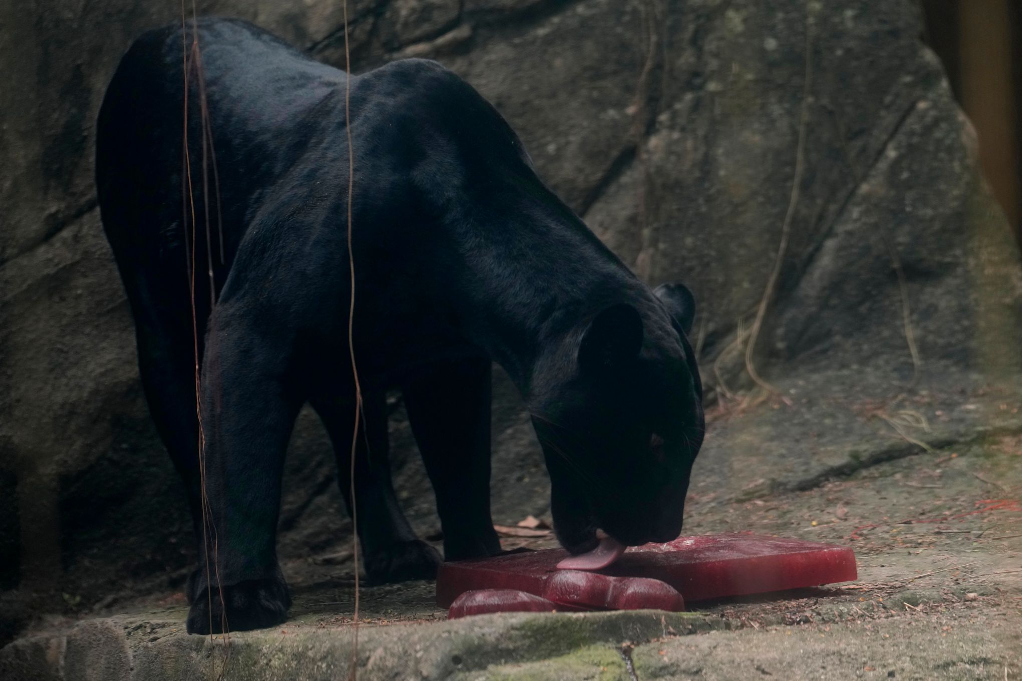 Dallas Zoo bloodsicles: What it's like to make huge blood ice pops