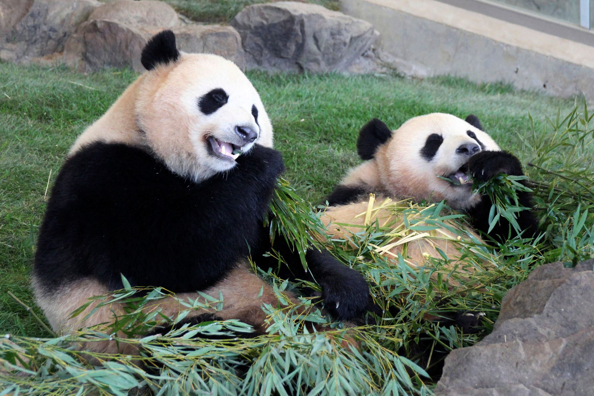 Japan bids teary farewell to pandas sent to reserve in China | The