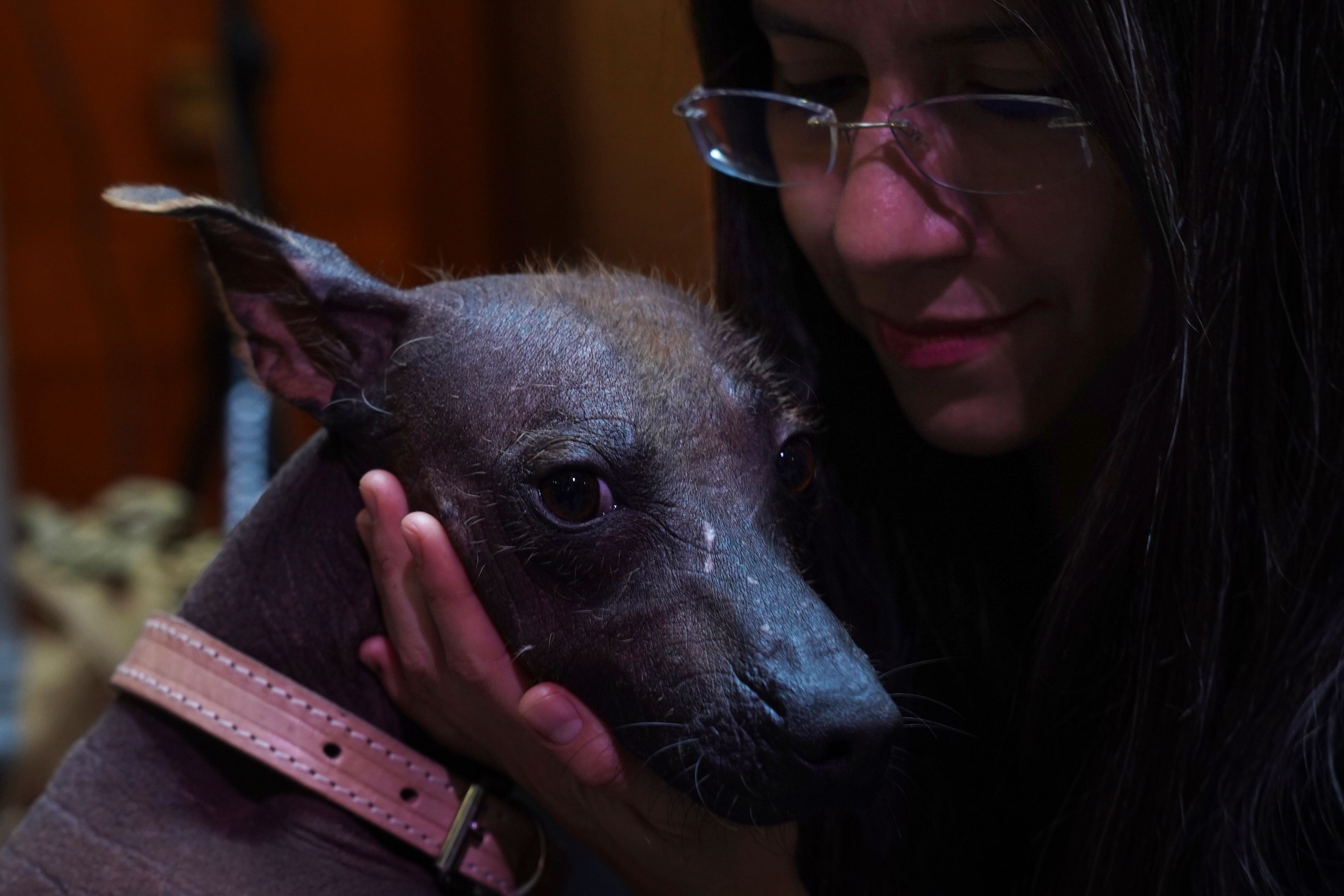 Xoloitzcuintli teeth sales