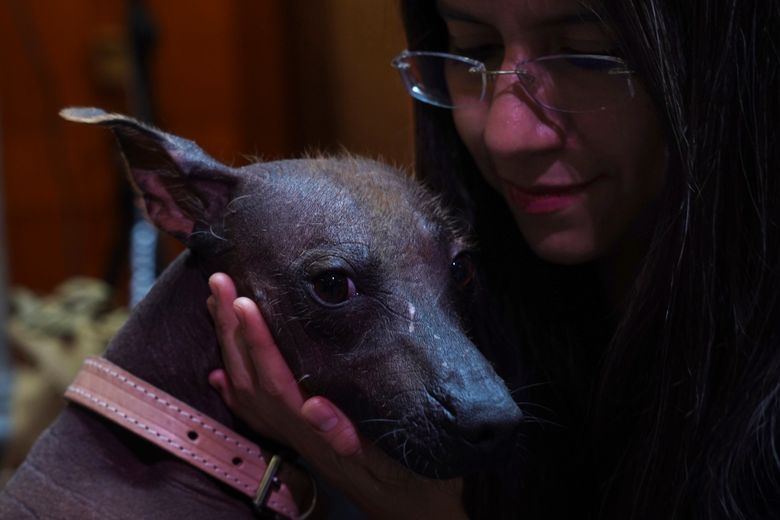 Dog owners tout Xolos' loyalty and sacred underworld history | The Seattle  Times