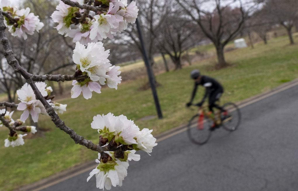 DC Cherry Blossom Festival Moved up to Mid-March Due to Warm Winter