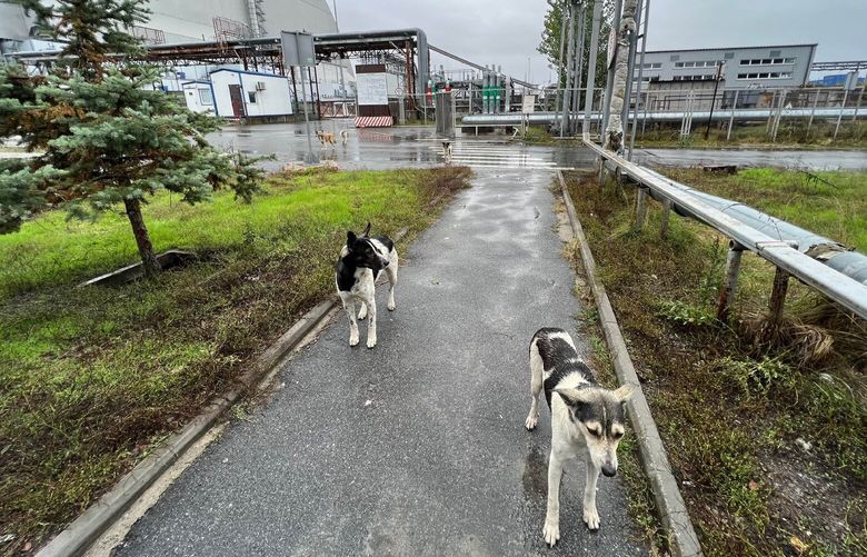 In an undated image provided by Jordan Lapier, a pair of dogs just outside Chernobyl’s New Safe Confinement structure, left, which was built in 2016 to contain radioactivity from reactor four, in Ukraine. Hundreds of free-ranging dogs live in the Chernobyl Exclusion Zone — now, scientists have conducted a deep dive into these dogs’ DNA, charting their genetic relationships and unpacking their ancestry. (Tim Mousseau via The New York Times) — NO SALES; FOR EDITORIAL USE ONLY WITH NYT STORY CHERNOBYL DOGS STUDY BY EMILY ANTHES FOR MARCH 3, 2023. ALL OTHER USE PROHIBITED. — XNYT138 XNYT138