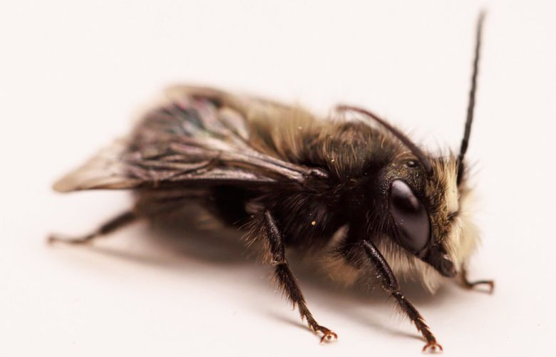 A male mason bee, osmia lignaria, is photographed at Crown Bees in Woodinville Wednesday, March 1, 2023. 
 223175
