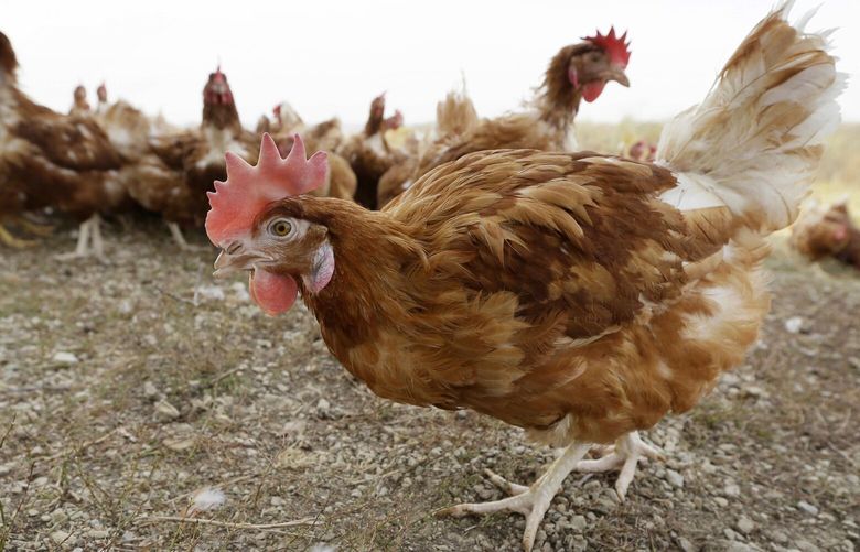 FILE – In this Oct. 21, 2015, file photo, cage-free chickens walk in a fenced pasture at an organic farm near Waukon, Iowa. The confirmation of bird flu at another Iowa egg-laying farm will force the killing of more than 5 million chickens, officials said Friday, March 18, 2022. Spread of the disease is largely blamed on the droppings or nasal discharge of infected wild birds, such as ducks and geese, which can contaminate dust and soil. (AP Photo/Charlie Neibergall, File)