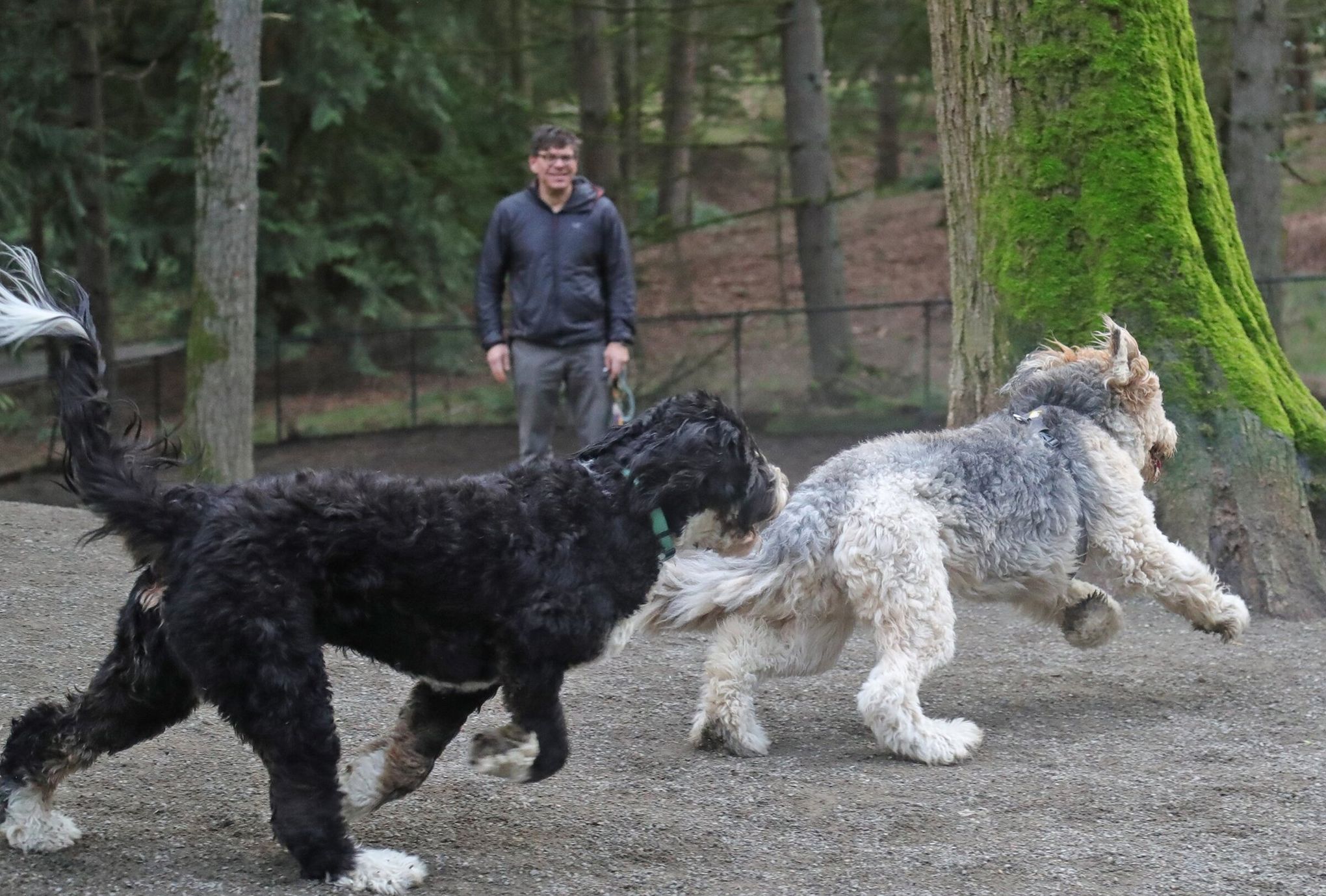 Off leash dog park study published; Lincoln Park and West Seattle Stadium  considered for expansion