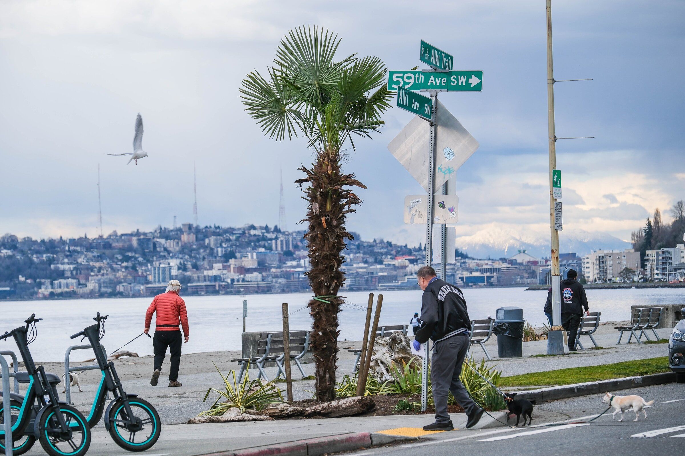 A rogue, unpermitted palm tree at Alki Beach raises hackles | The
