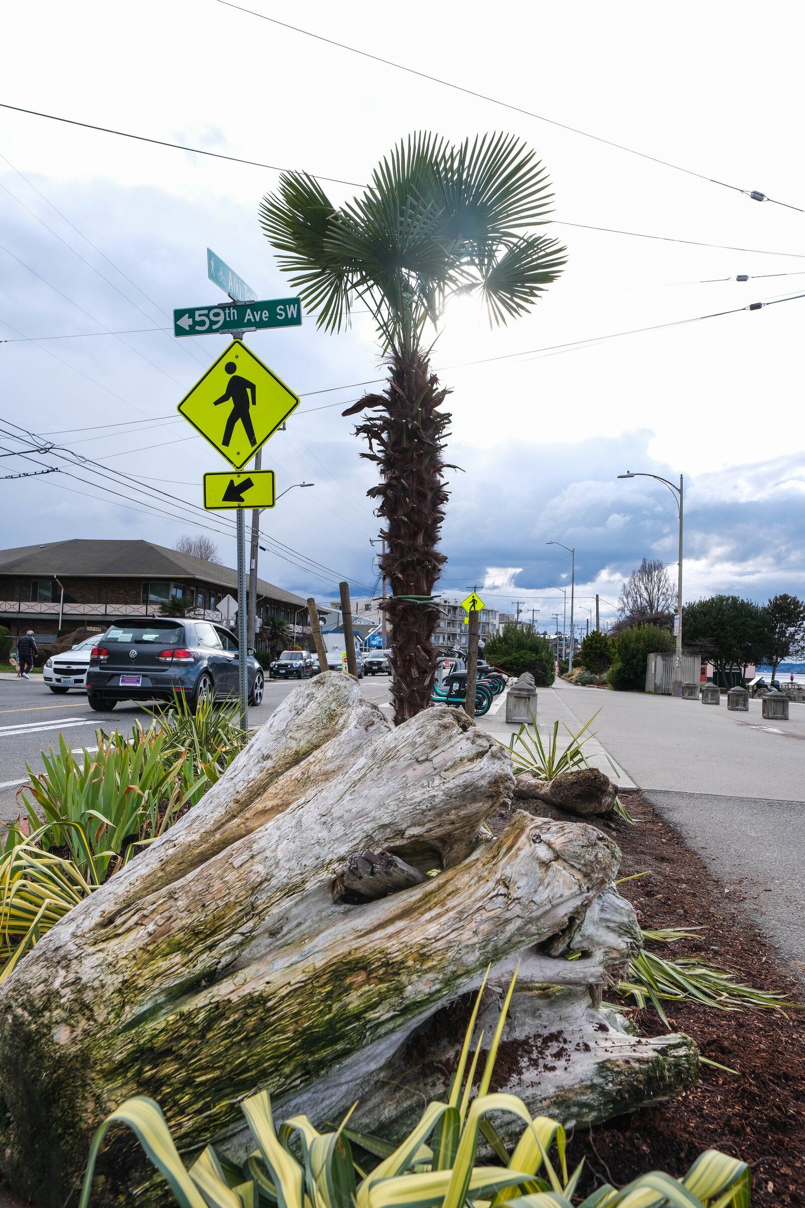 A rogue, unpermitted palm tree at Alki Beach raises hackles | The