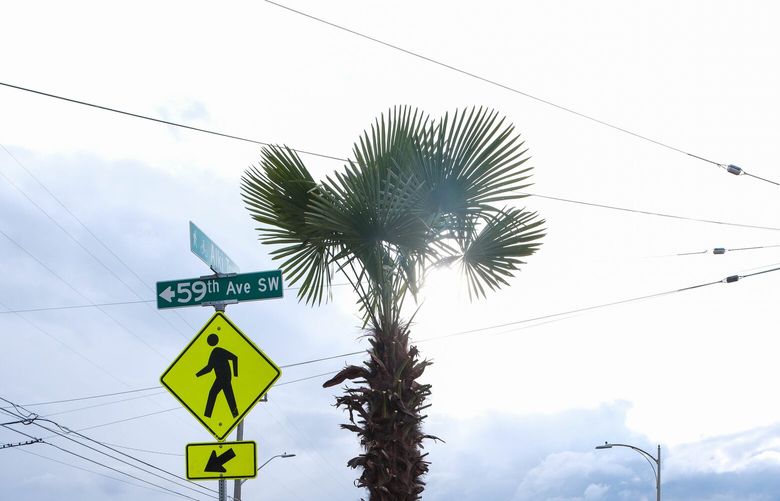 Last week, a Seattle Parks & Recreation senior gardener trying to do something nice decided to have a crew place a 12-15 foot windmill palm tree right off the sidewalk at 59th SW and Alki Ave SW. The palm was set to be destroyed as the South Park Community Center was being renovated. 223246