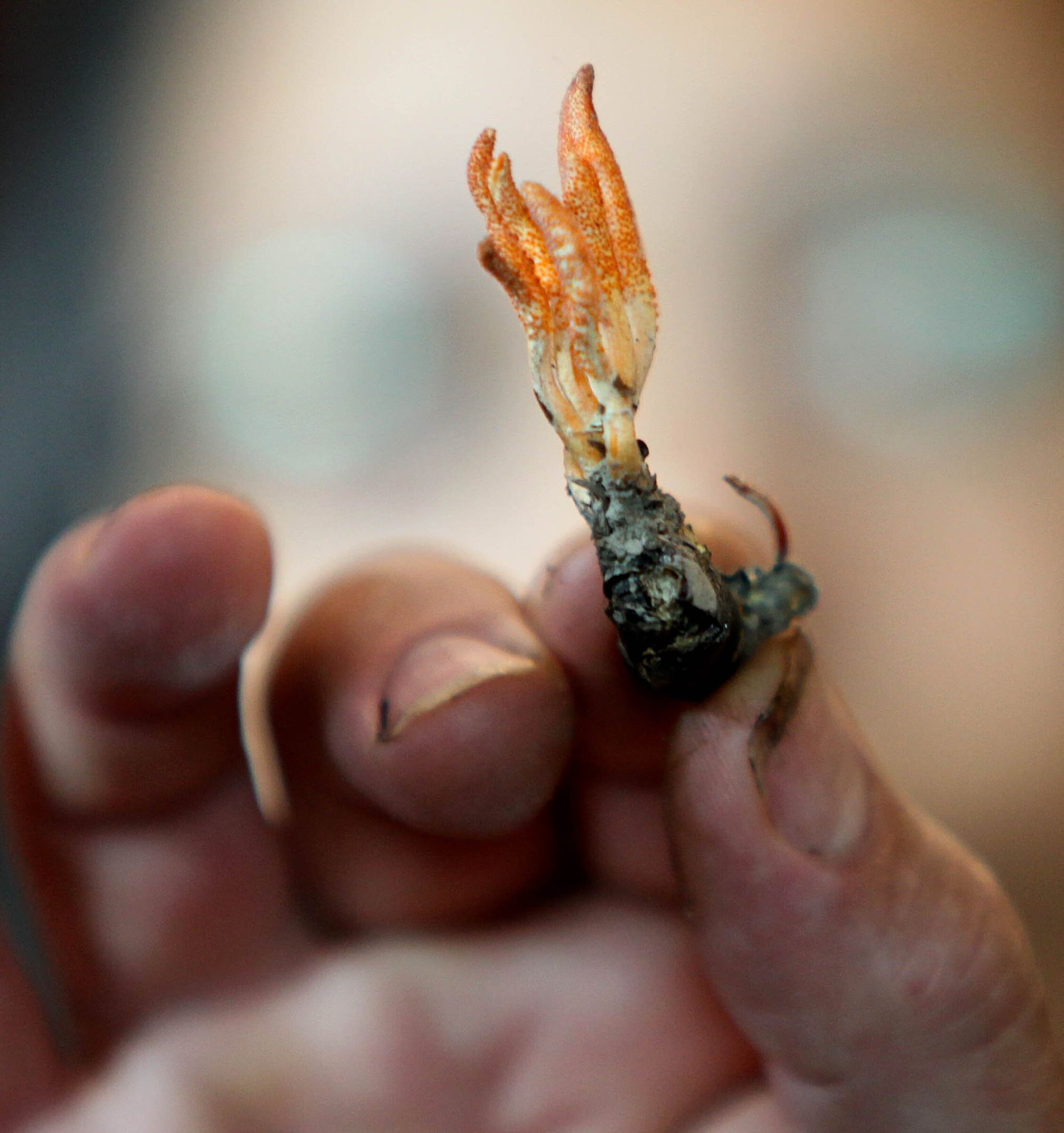 Parasitism of Mushroom by Mold - Oregon Photography