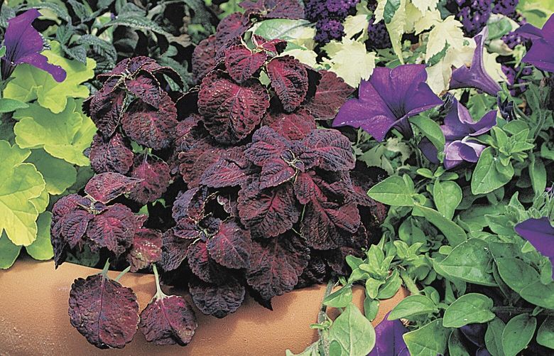 Pacific Northwest Magazine : Plant Life : Flamboyance contained.  A pretty pot is the perfect place to try something really different.  05/07/00